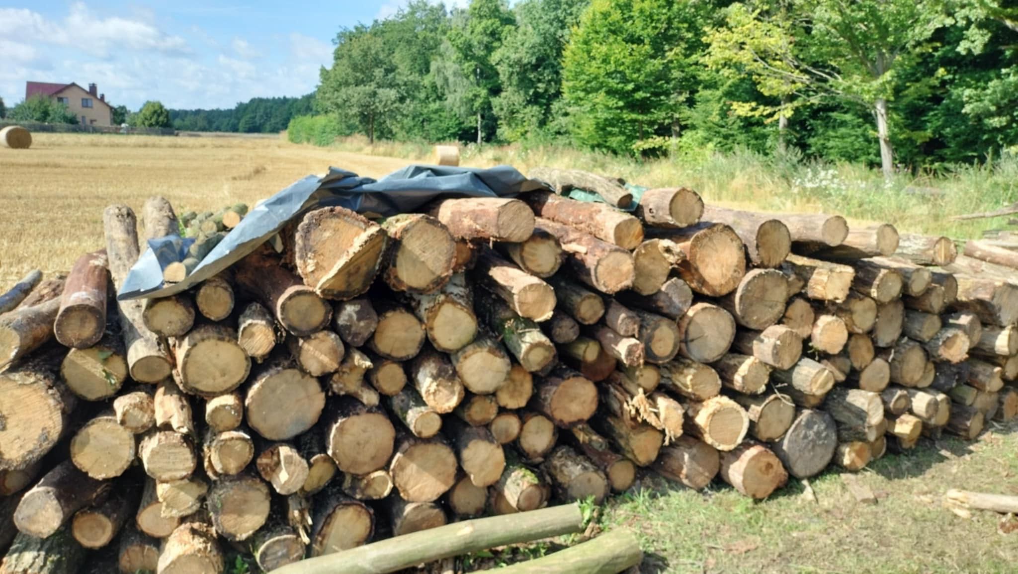 Sprzedam drzewo dąb