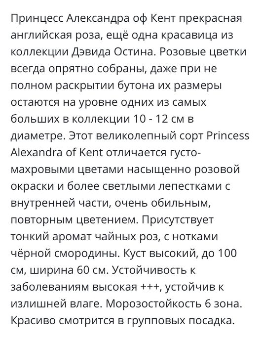 РОЗА английская Принцесса Александра оф Кент