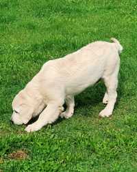 Zapowiedź miotu Golden retriever FCI