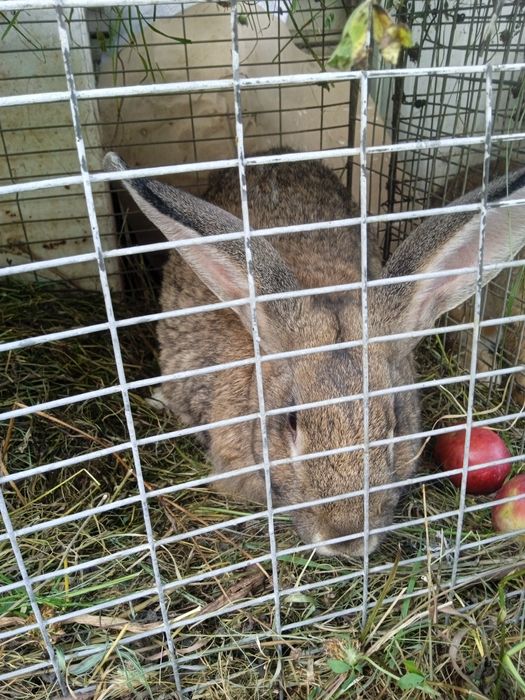 Продам кроликів " як зайці"
