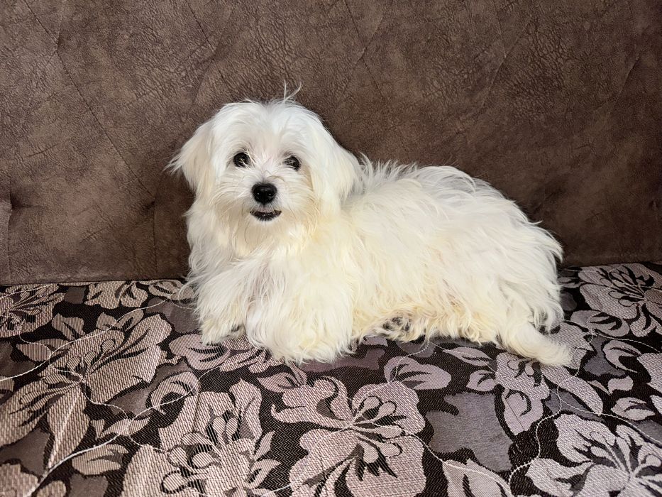 Цуценята мальтіпу продаж. Мальтипу лялькові дітки