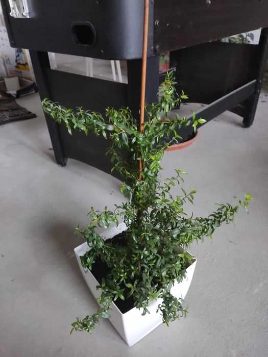 Mirta sadzonki drzewko