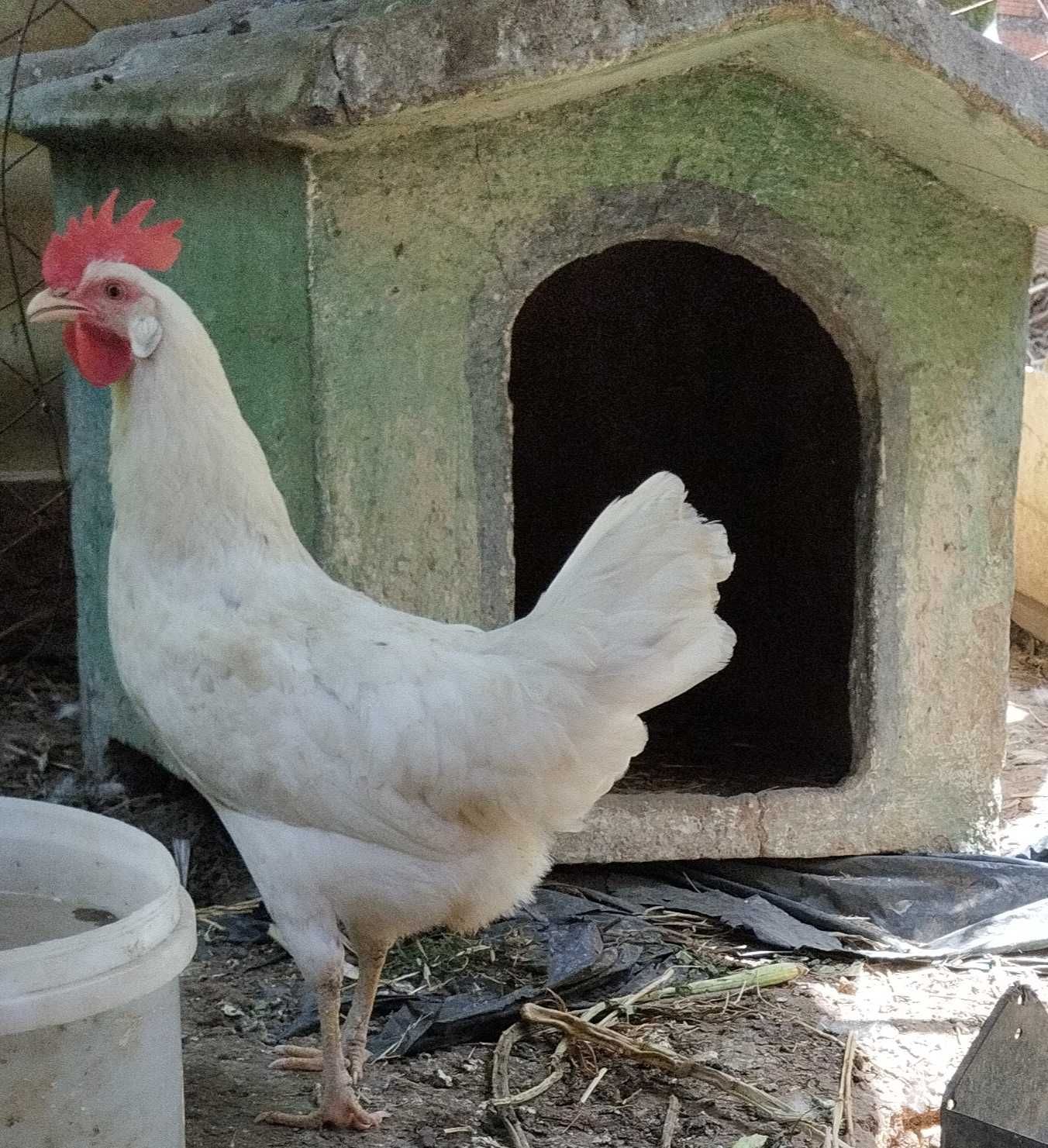 Poedeira dos ovos azuis