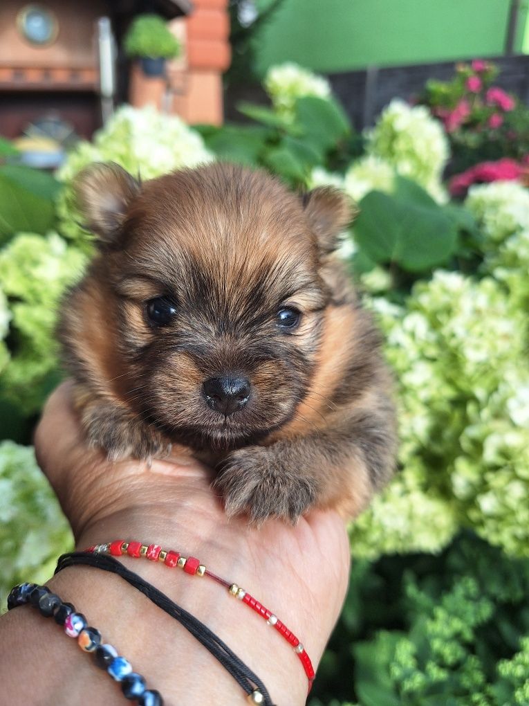 Pomeranian szpic miniaturowy suczka Megi