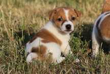 Piesek MAX Jack Russell Terrier / BREFIO-/badania genetyczne