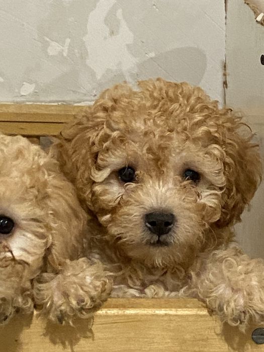 Мальтипу мини — малыш, который влюбляет с первого взгляда!