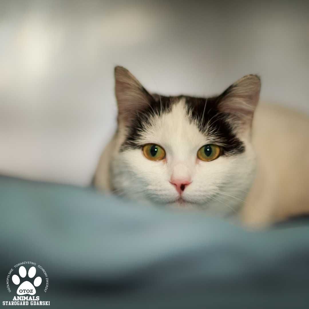 Towarzyska kotka do adopcji!