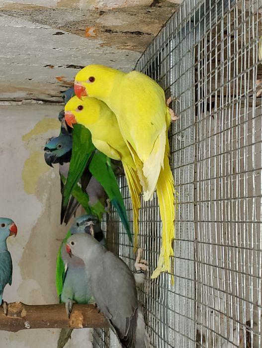 Aleksandretty obrożne