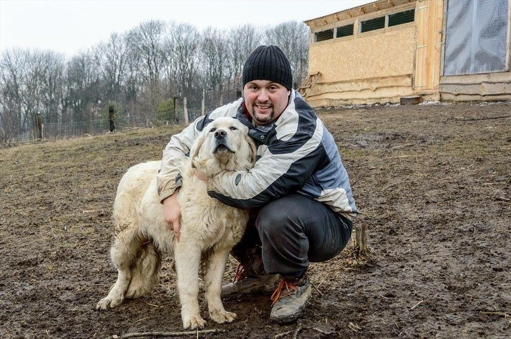 Підгалянська вівчарка
