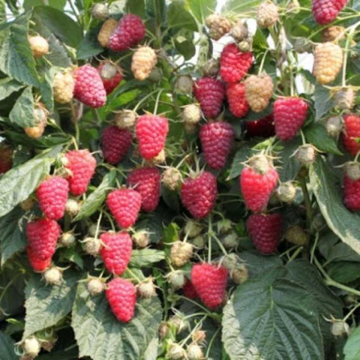 Саджанці малини Поляна