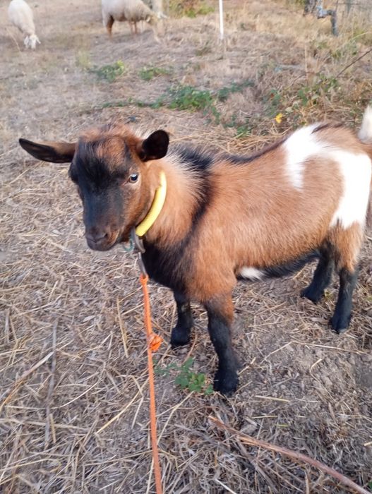Vendo chibo anão
