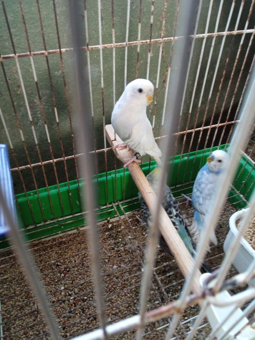 Piriquitos periquitos