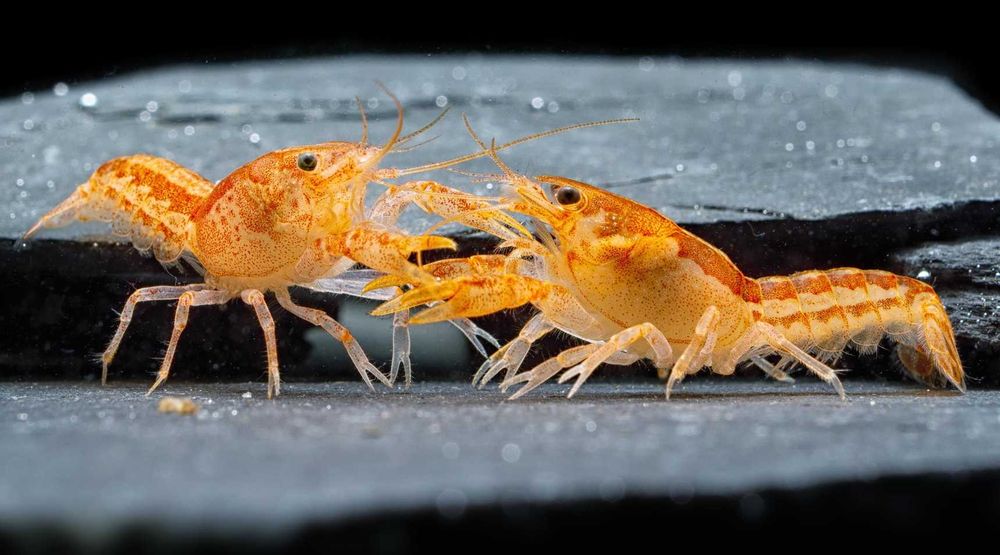 Raczek z Patzcuaro - Cambarellus patzcuarense "Orange" - Rak - wysyłka