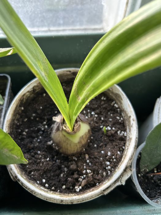 Продам гіпеаструм