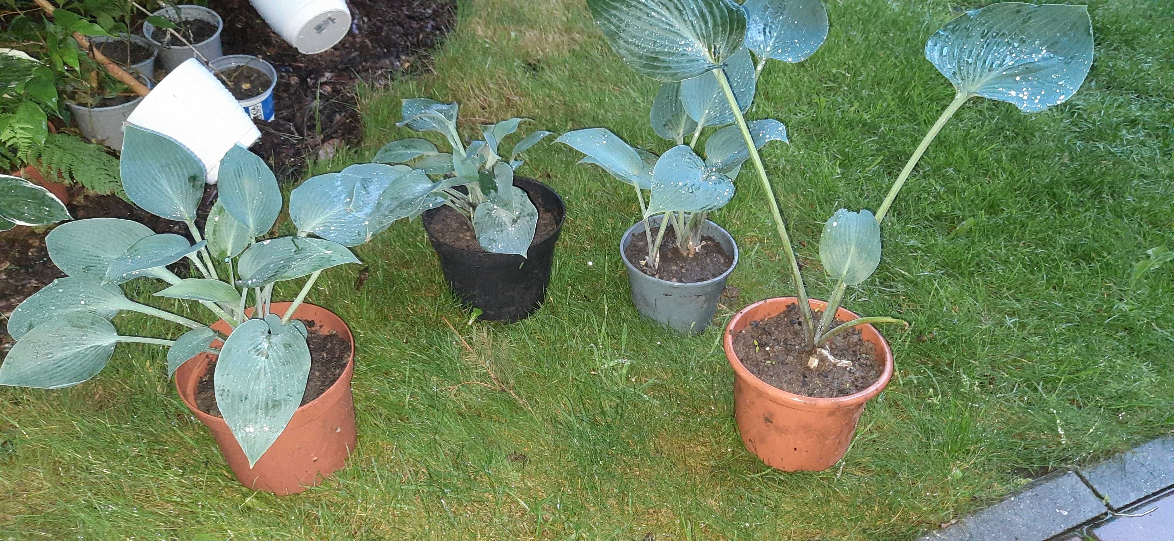 Hosta Funkia 1 szt niebieska