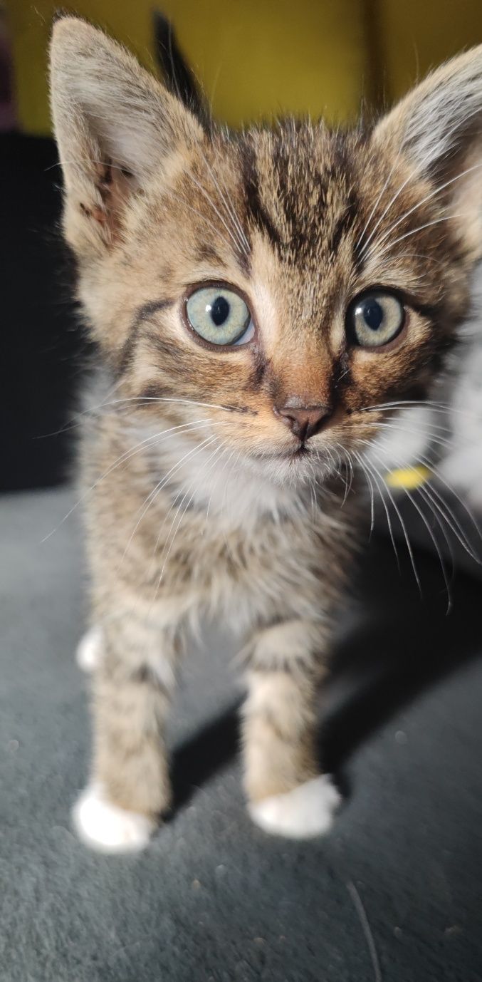 Kotka do adopcji