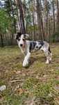 Border Collie suczka blue merle tricolor