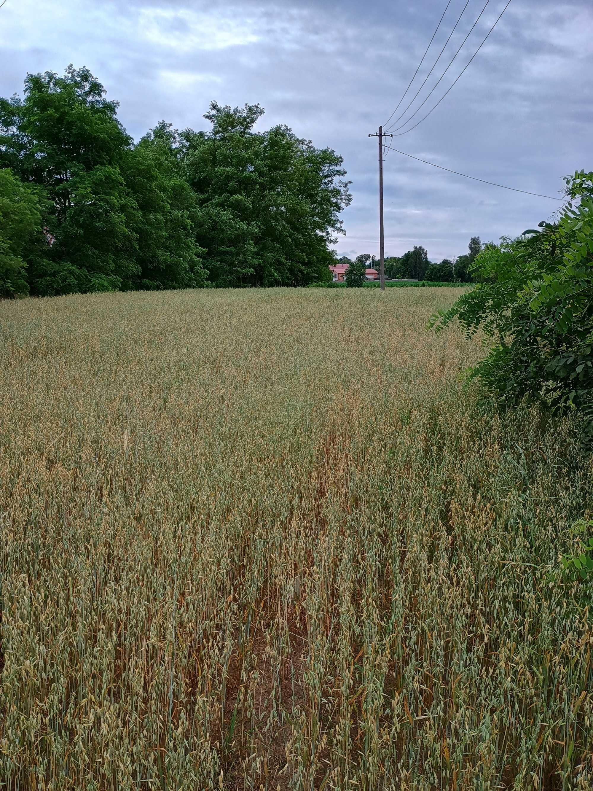 Sprzedam działkę (nieruchomość rolna) 1,37 ha – Rychwał k. Konina