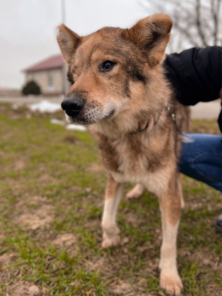 Rambuś do adopcji szuka domu