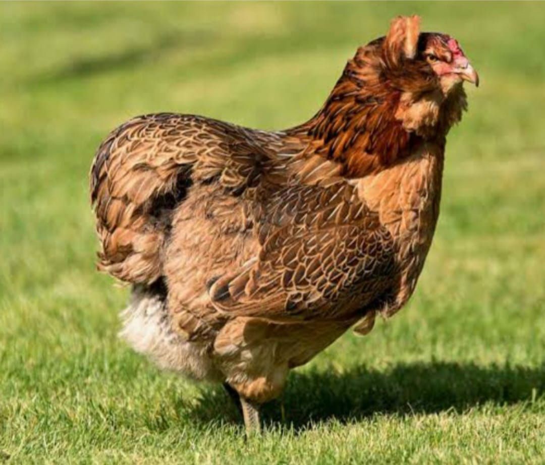 Kury araucany pisklaki araucany kury naturalne ekologiczne araucany pi