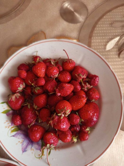 Продам саженцы клубники