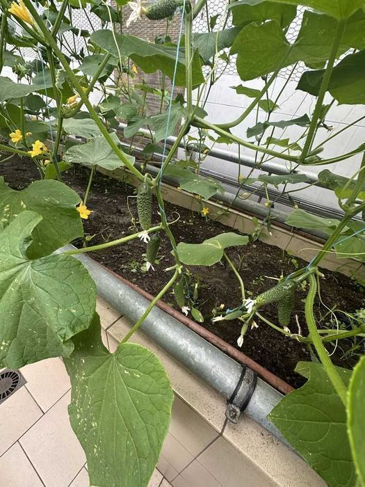 Аренда Дома 5к 500м2 4 сотки Песчанка до Днепра 20 километров