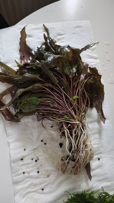 Cryptocoryne dużo sadzonek