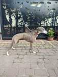 Chart Angielski Whippet