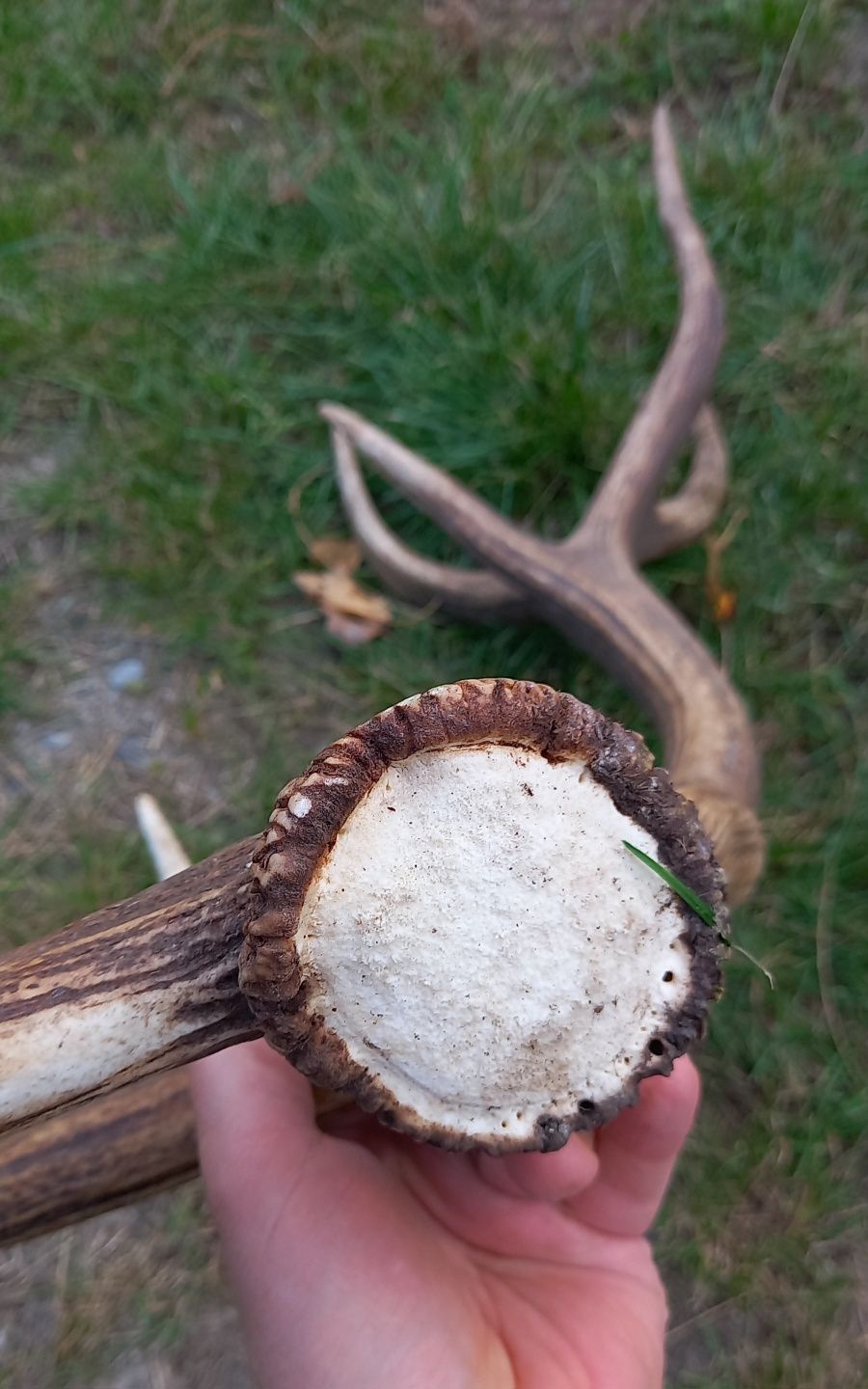 Poroże , Zrzut jelenia