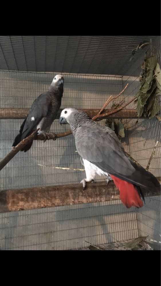 Papagaio cinzento /Macho