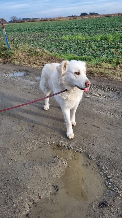 Owczarek Podhalański