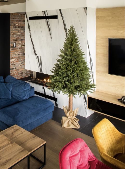 Świerk kaukaski 180cm lub 220 cm