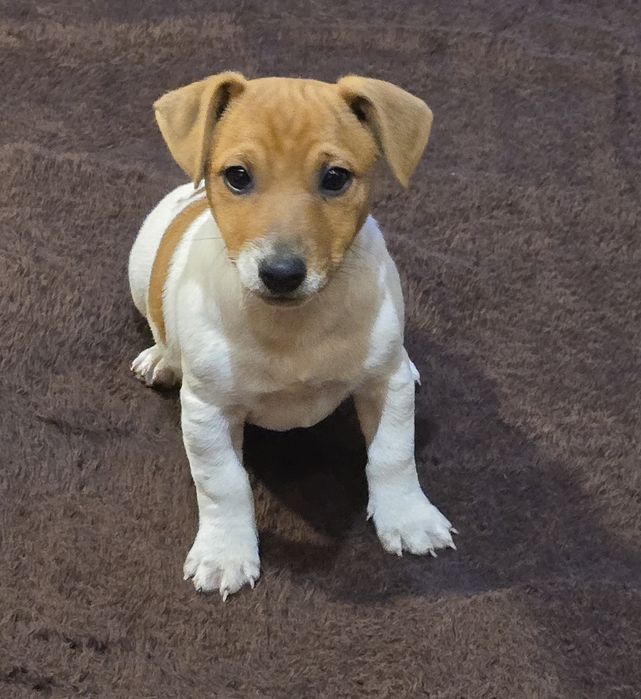 PIESEK Jack Russell Terrier