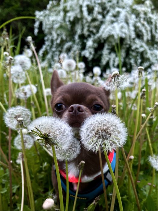 Шикарний кавалер запрошує на побачення (в'язка)