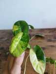 Filodendron burle Marx variegata