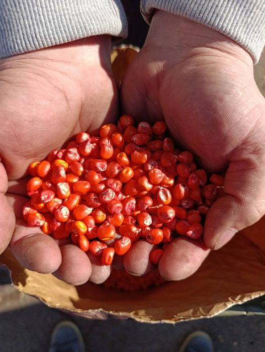 Продам посівну кукурудзу та соняшник