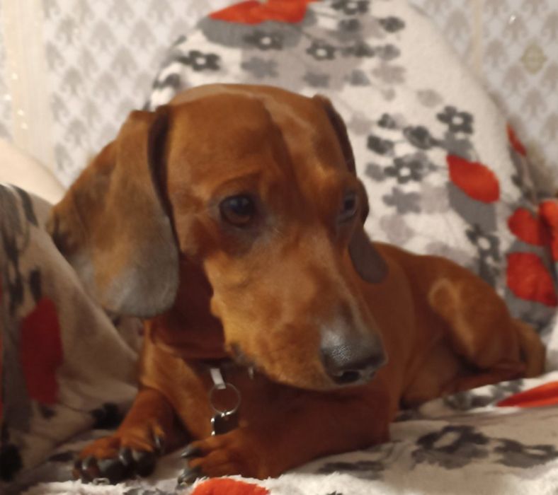 Мальчик такса ищет невесту