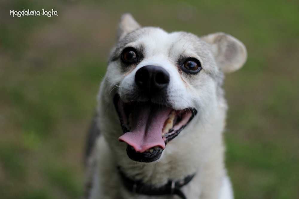 Jarek - pies w typie "husky bydgoski" szuka nowej rodziny - 0244/23