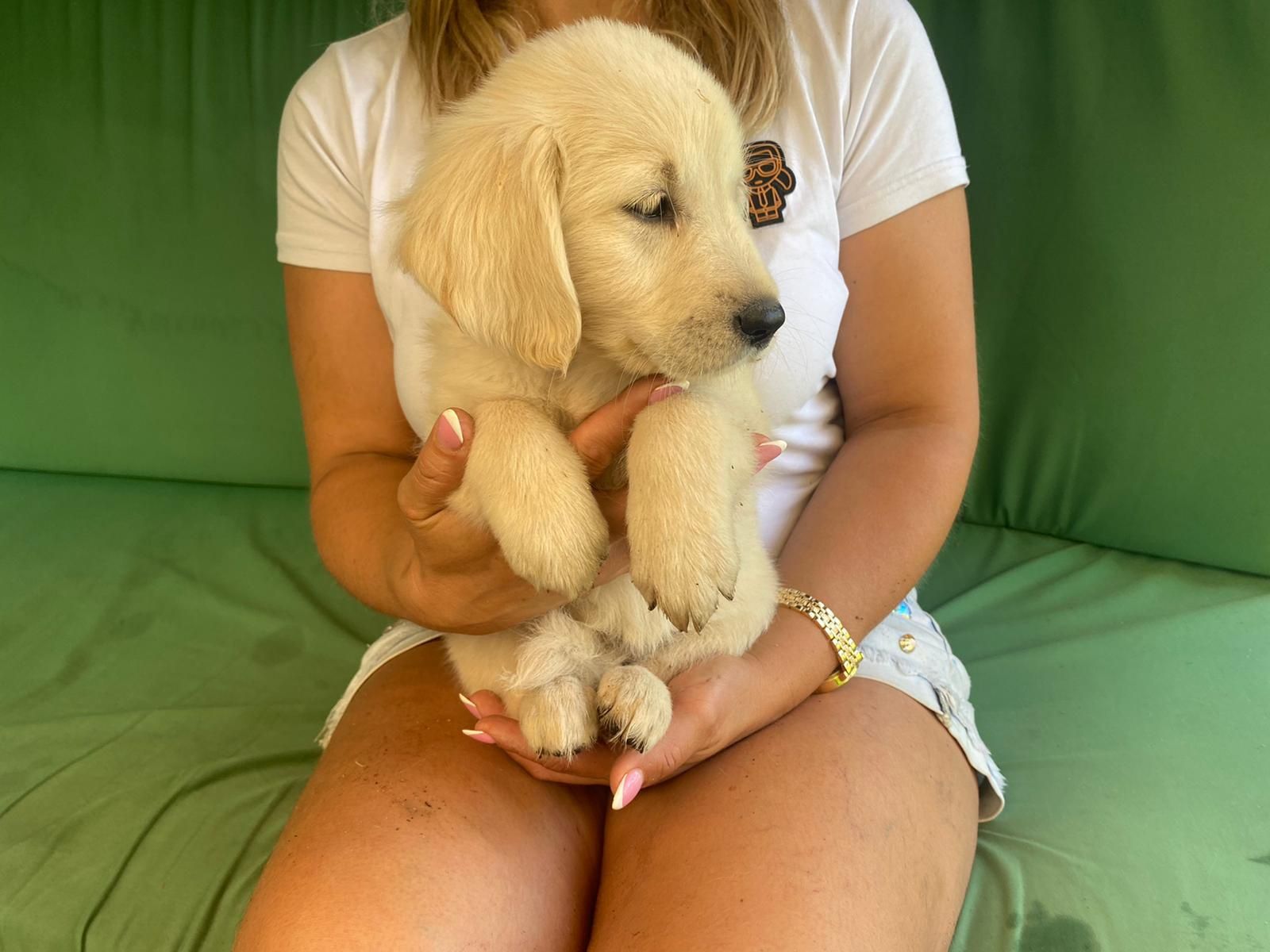 Golden Retriever szczeniak