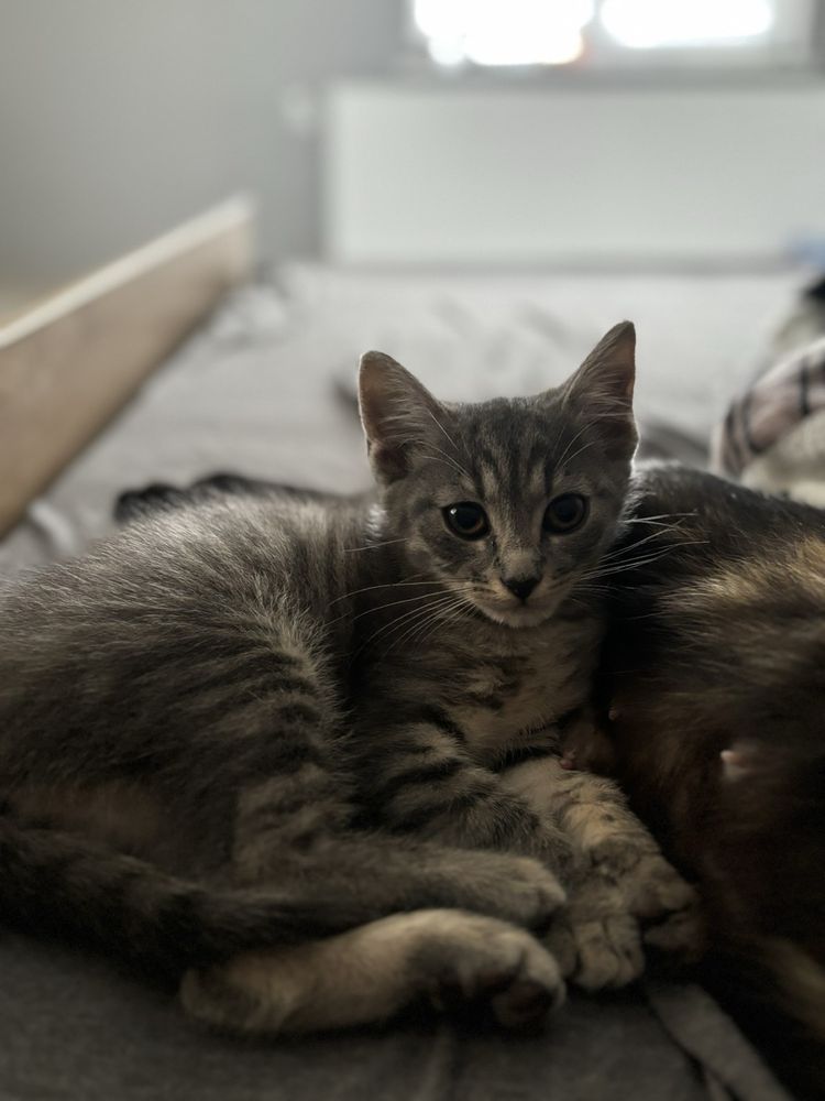 Безкоштовно котик