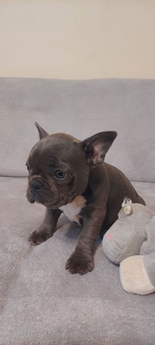 Buldog Francuski suczka niebieska Auria rodowód