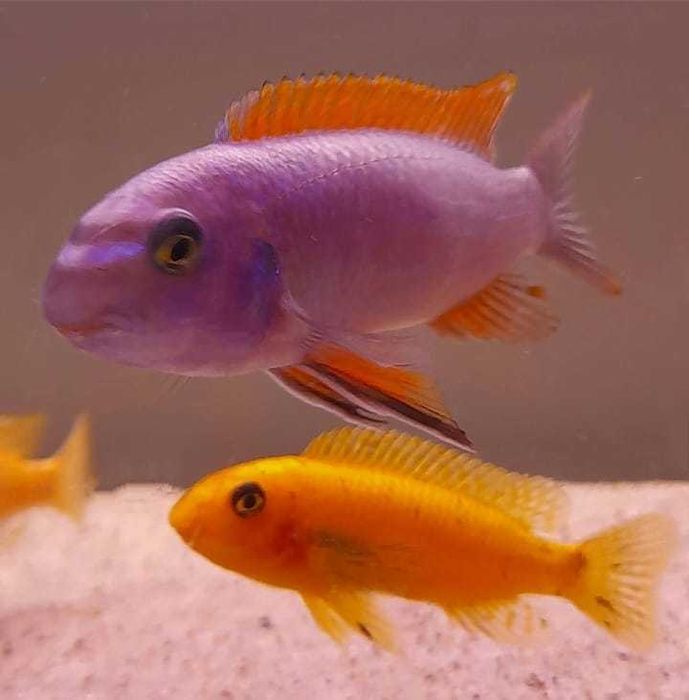 Pyszczaki Labeotropheus trewavasae Thumbi West