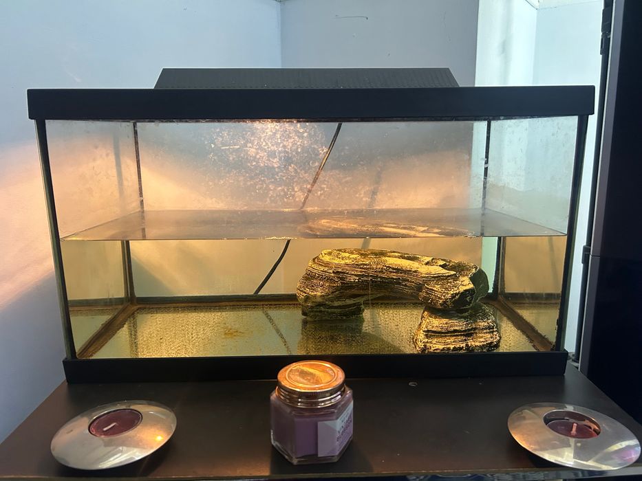 Aquário peixes como novo