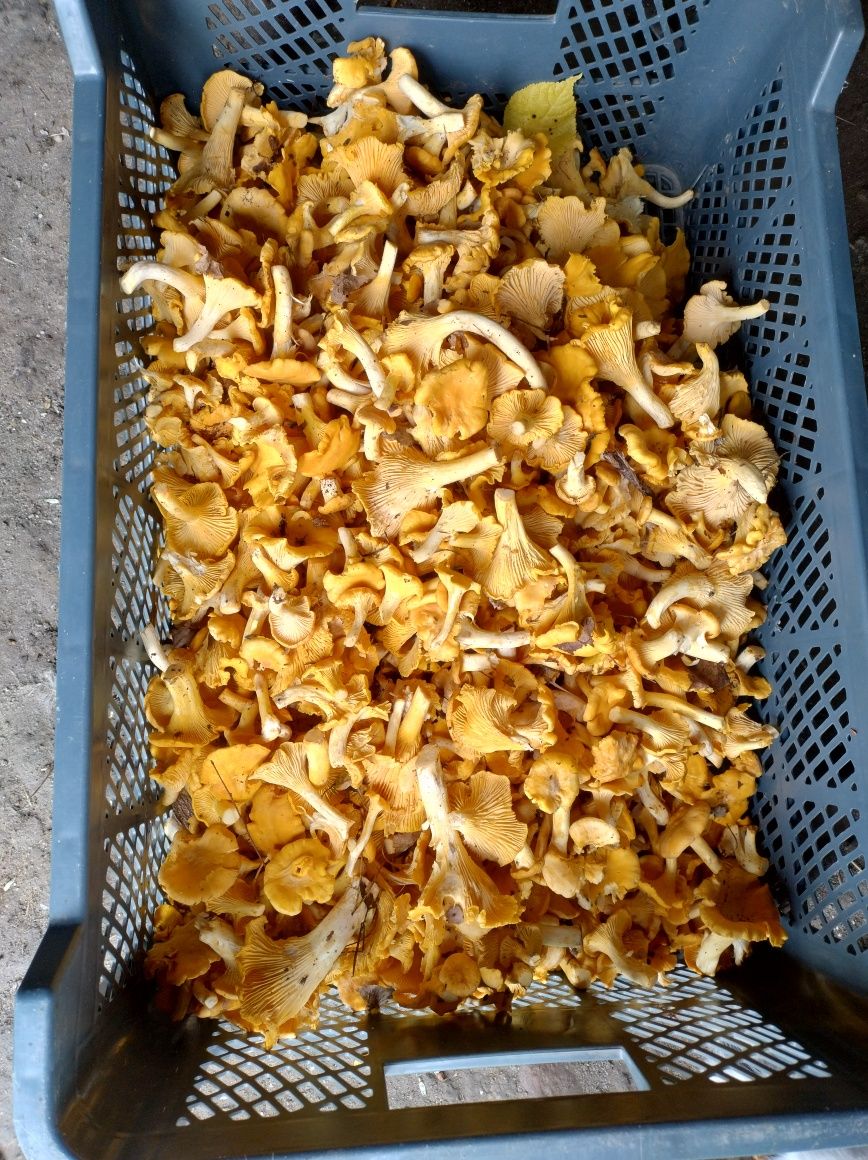 Świeże kurki grzyby