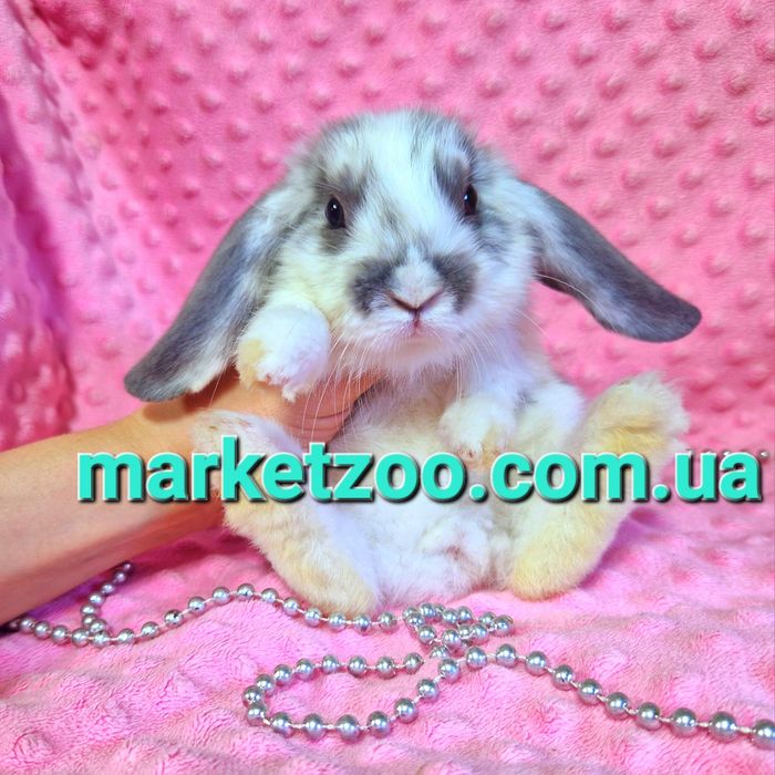 Мини мiнi кролик,карликовые кролики,карликовi,вислоухий баранчик lop
