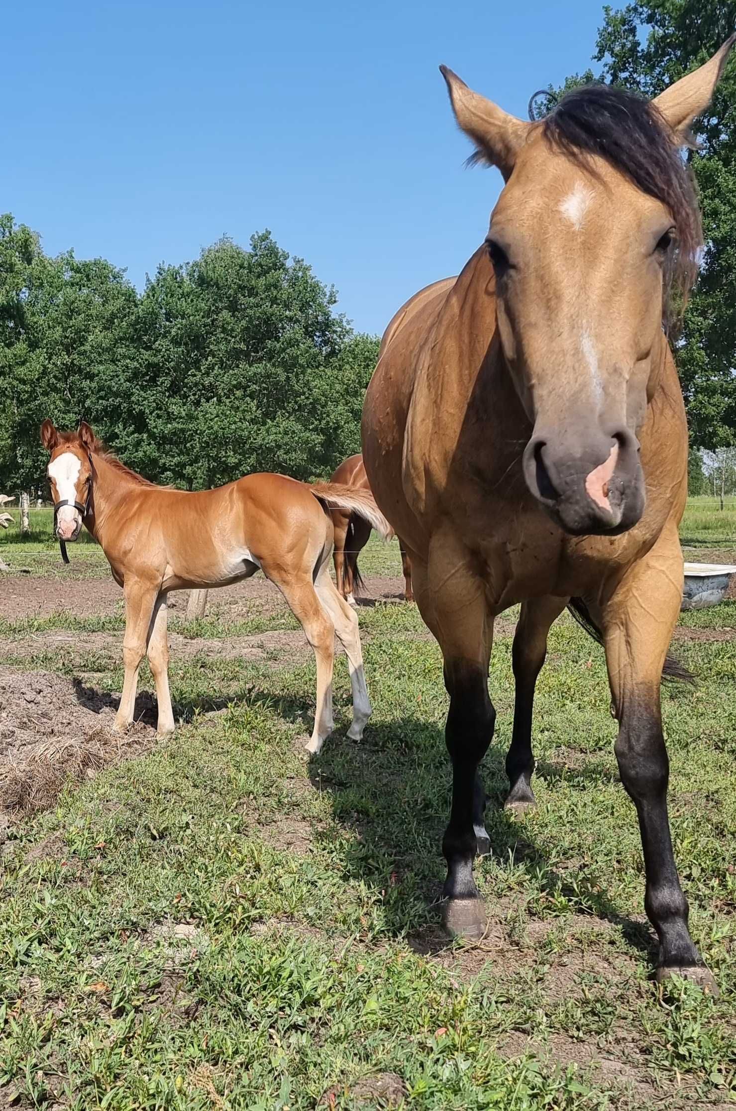 Ogier rasy Quarter Horse,  żrebak,  Maj 2022