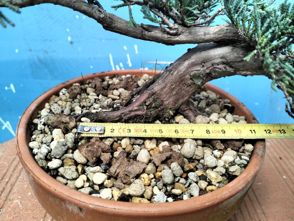 Bonsai juniperos Blue horizontalis