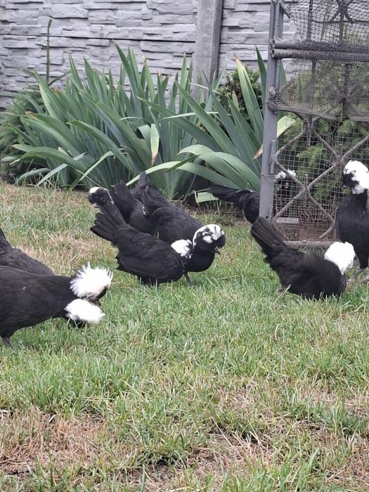 Kurki i koguciki sprzedam