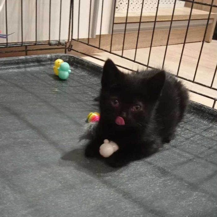 malutka kicia pilnie potrzebuje domku