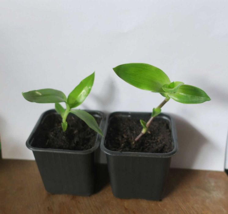 Złoty wąs Callisia Fragrans